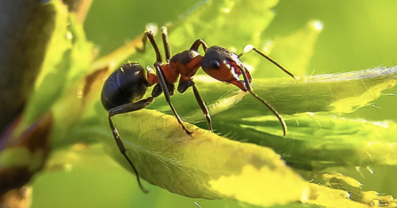 Un Giardino di Insetti